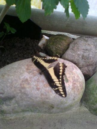 Garten der Schmetterlinge in Friedrichsruh bei Hamburg mit dem Mietwagen entdecken